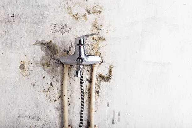Best Residential Mold Removal  in Rogersville, AL