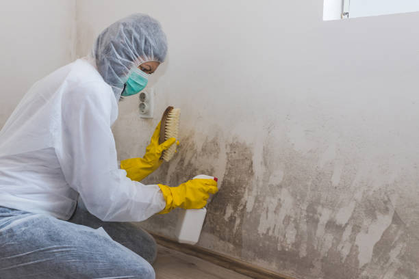 Best Mold Removal Specialists  in Rogersville, AL