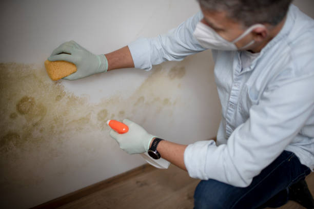Office Mold Removal Services in Rogersville, AL