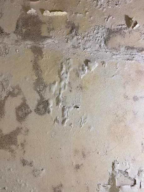 Best Mold Damage Repair  in Rogersville, AL