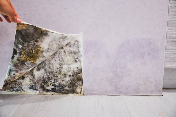 Best Fast Mold Removal  in Rogersville, AL